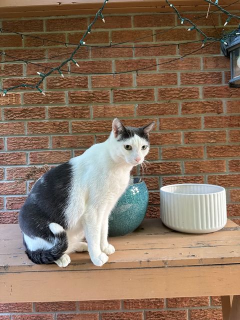 Lost Cat named Attitude in Markham
