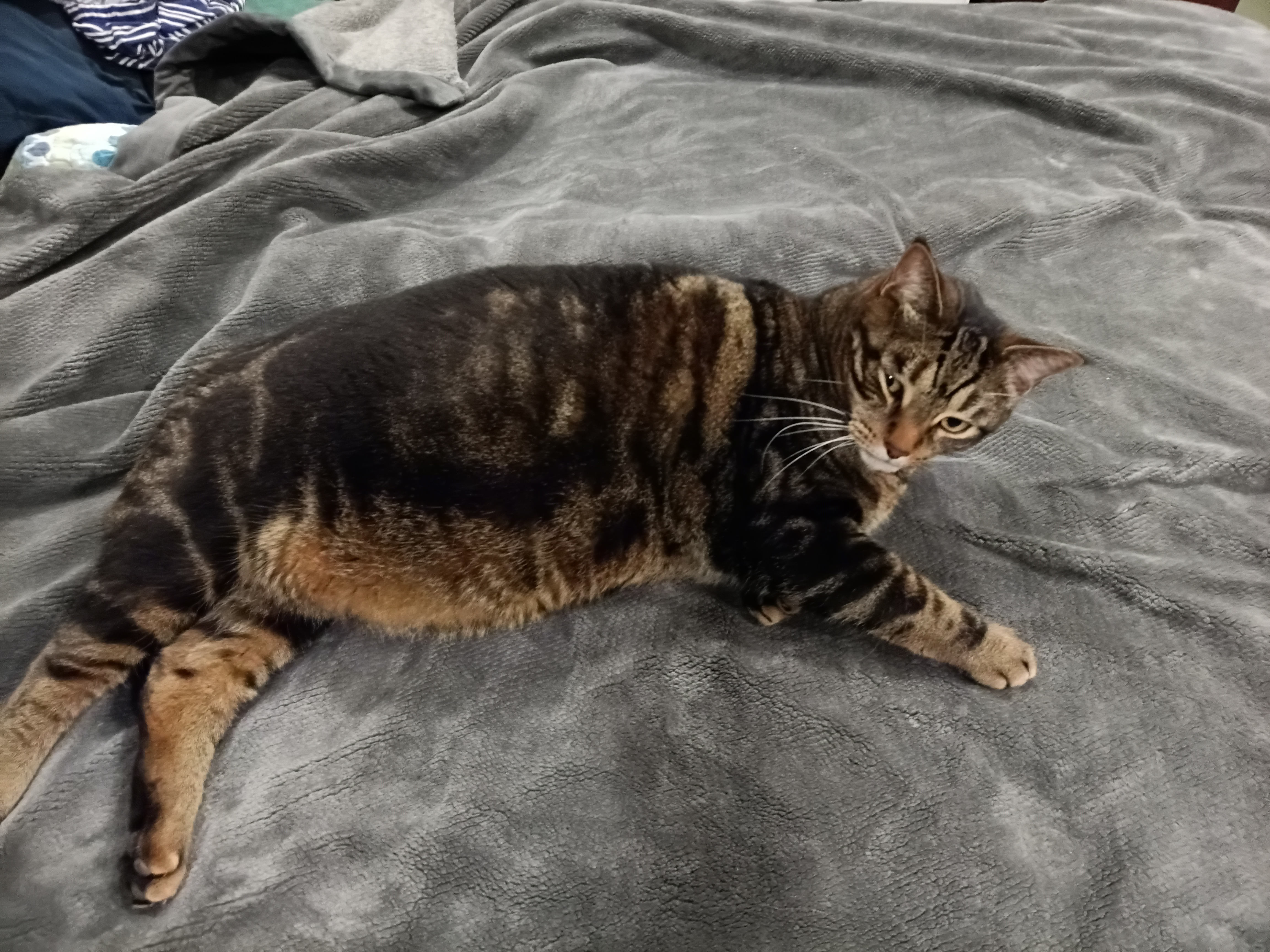Lost Tabby brown named Han in Woodstock