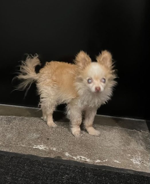 Lost Chihuahua tan named Bunny in Vancouver