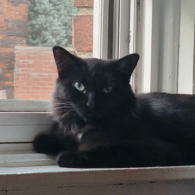 Lost Bombay black named Rome in Scarborough