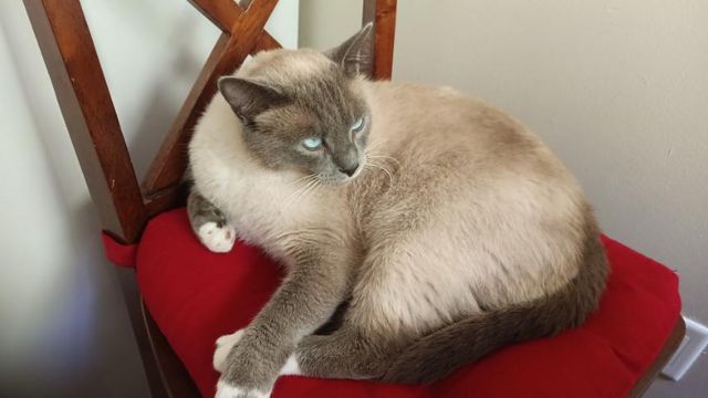 Lost Siamese blue point named Platon in North Vancouver