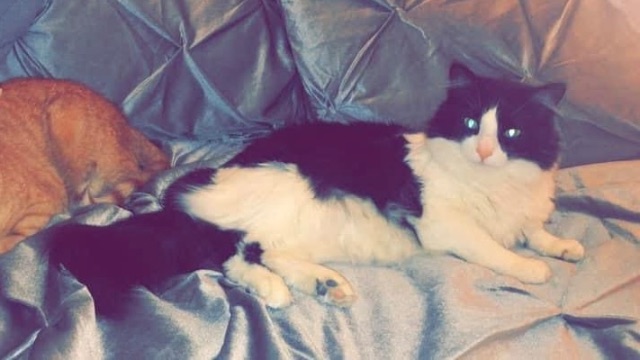 Lost Domestic Longhair black and white named Munckins in St. Albert