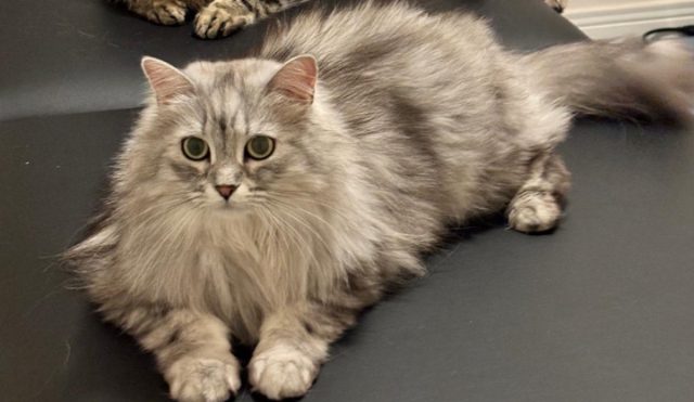 Lost DLH silver tabby named TIKKA in Markham