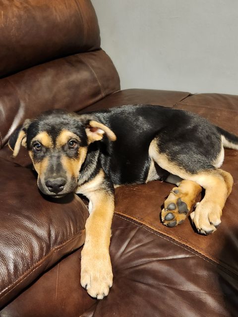 Lost Shepard Rottweiler cross black and brown named Sparky in Prince Albert