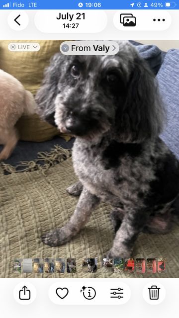 Lost Poodle mix black and grey (merle) named Gracie in Ottawa