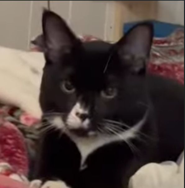 Lost Cat black and white named Blackie in North Bay