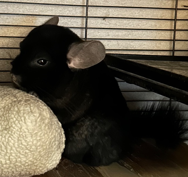 Lost Chinchilla black named Ebonishka in St. Albert
