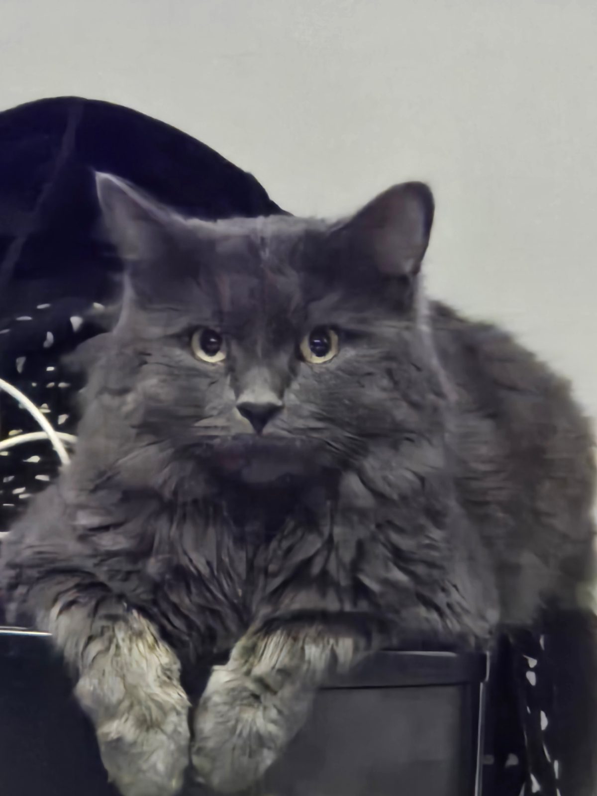 Mittens