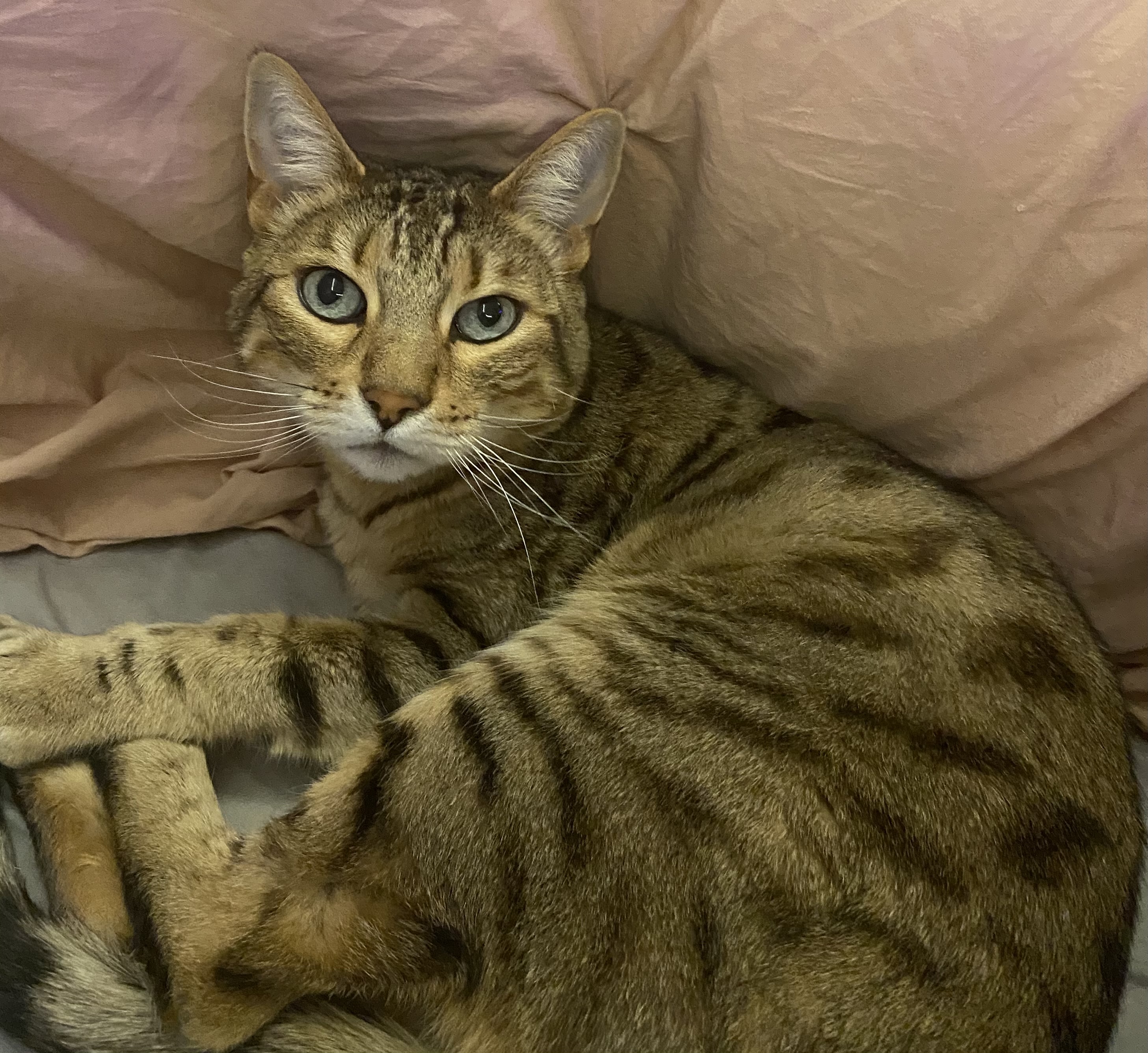 Lost Bengal brown/tan named Lexie in Medicine Hat