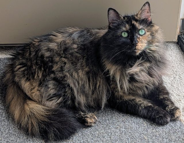 Lost Domestic longhair tortoiseshell named Phoebe in Woodstock