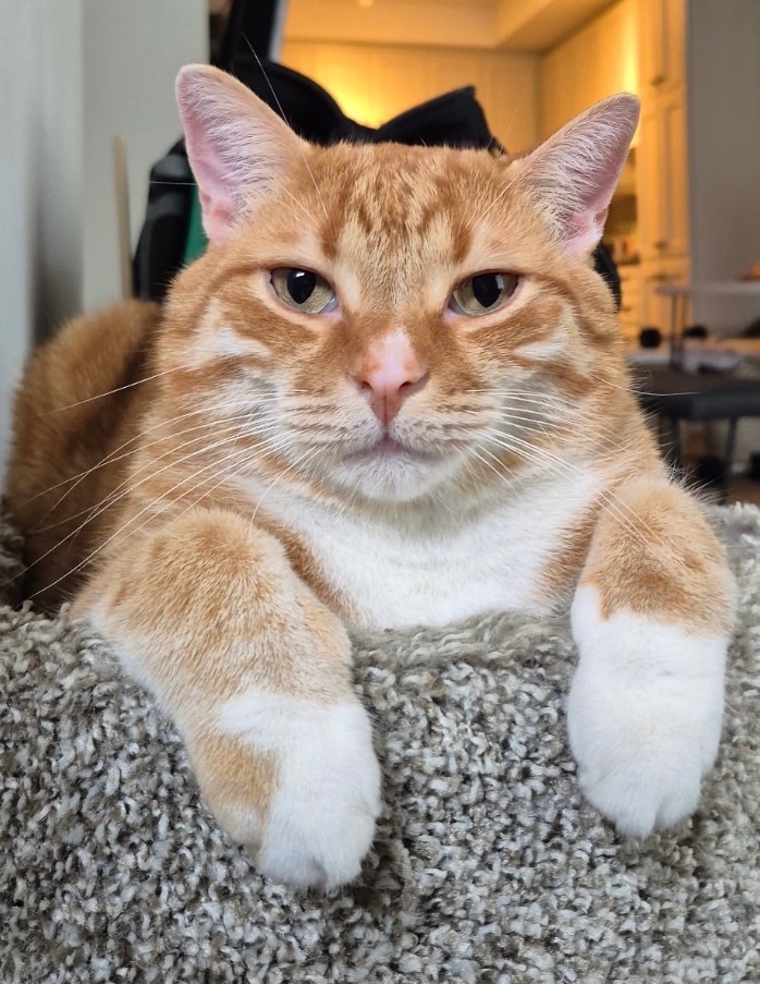 Merlin