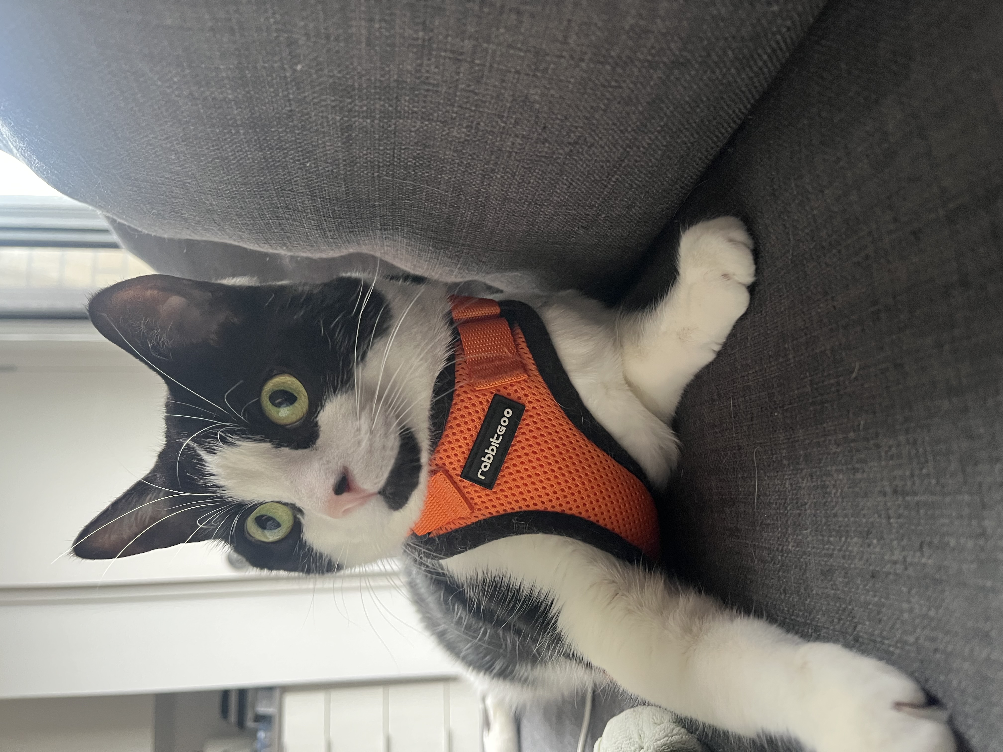 Lost Short-hair rescue tuxedo (black/white) named Maple in Cornwall