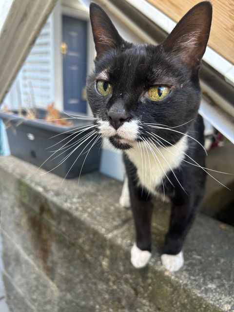 Lost Tuxedo black/white named Shanti in Burnaby
