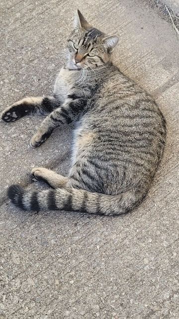Lost Tabby black and grey named Misty in Scarborough