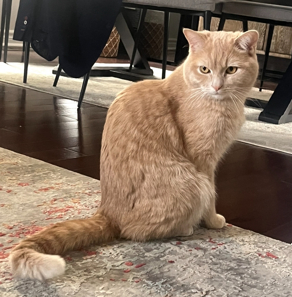 Lost Domestic shorthair light orange / beige named Julianne Brazeau in Orleans, Ottawa