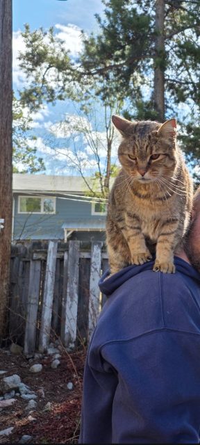 Lost Tabby cat brown and some white named Taco in Whitehorse
