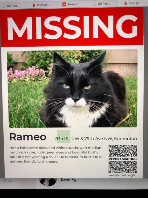 Lost Domestic medium hair black and white tuxedo named RAMEO in Edmonton