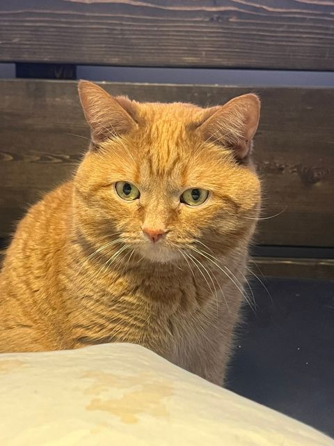 Lost Cat roue named Garfield in Mirabel