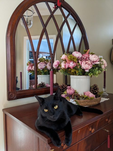 Lost Domestic Shorthair black named Malz in Concord, Ontario
