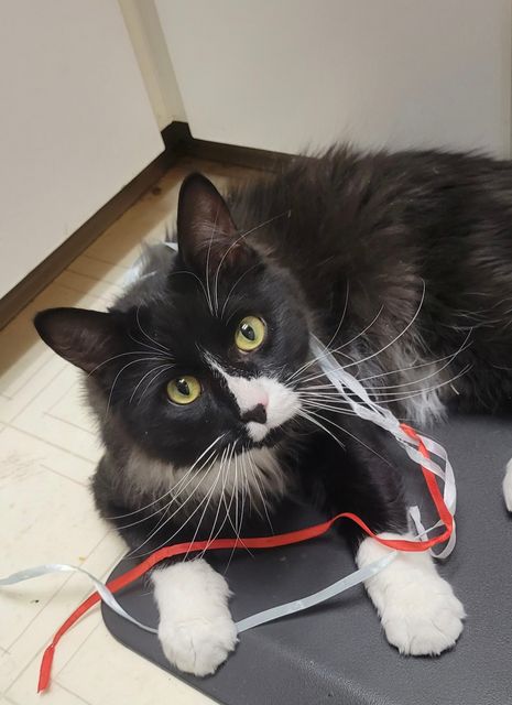 Lost Cat black and white named Grimm in Prince George