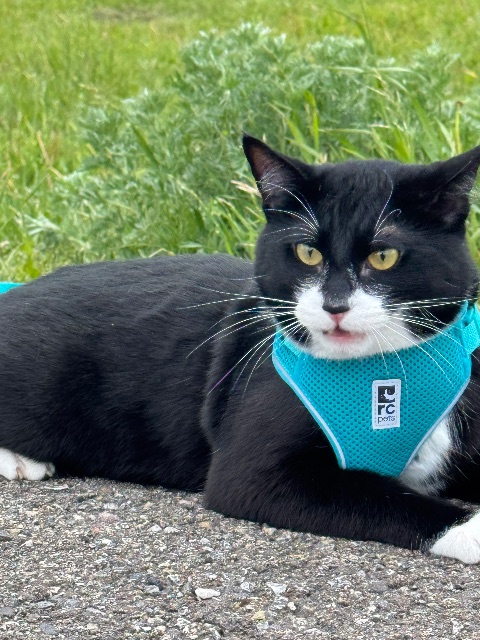 Lost Barn cat tuxedo (white and black) named Mylo in Chestermere