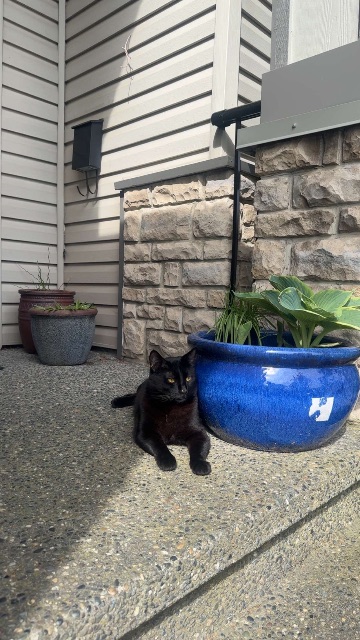 Lost Barn cat black named ZUKO in Chestermere