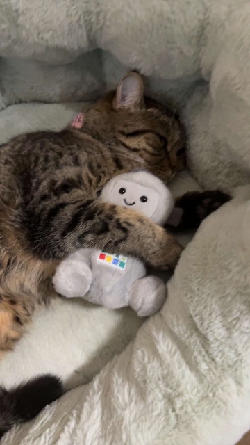Lost Cat brown named Mitska in Mississauga