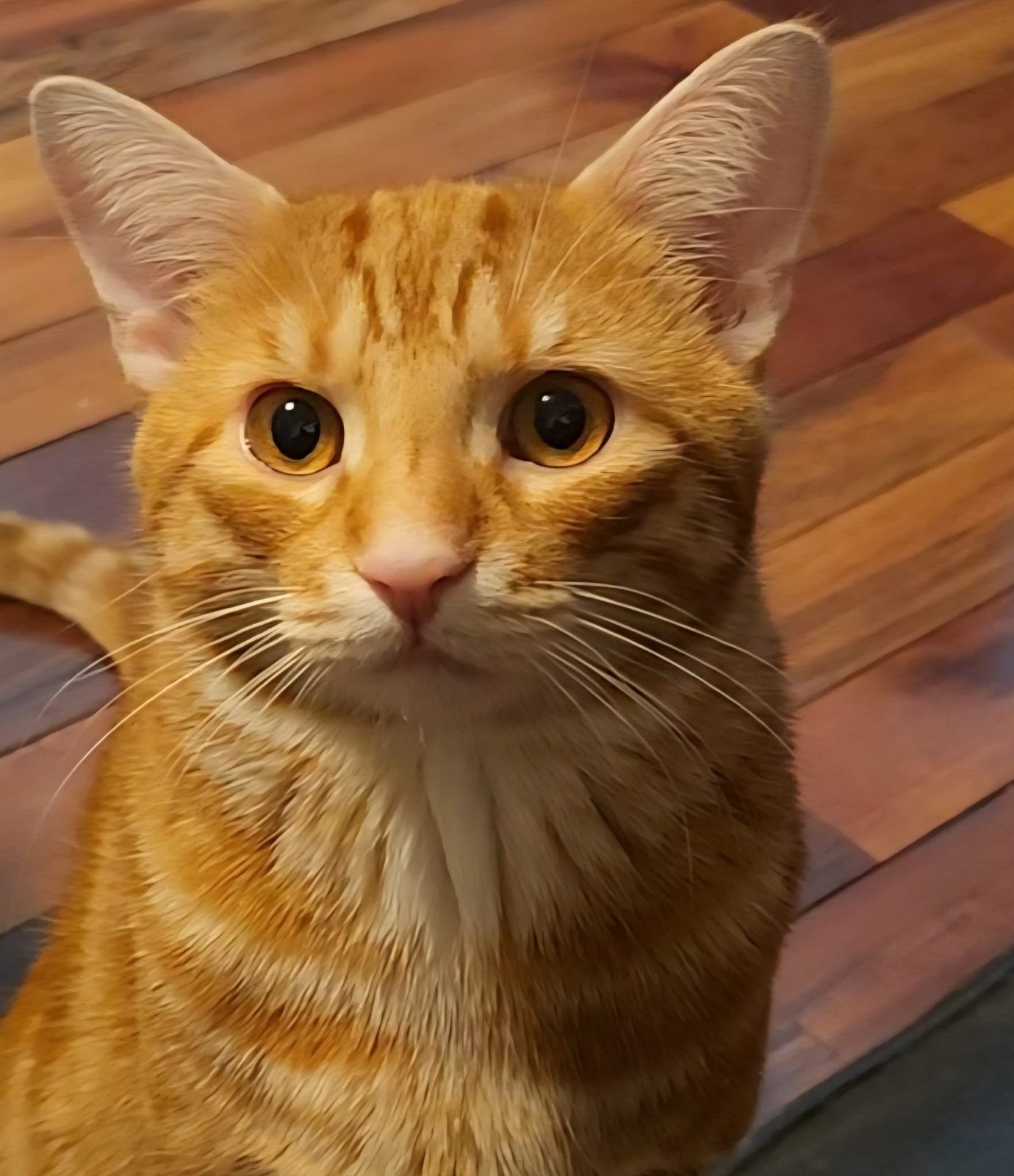 César