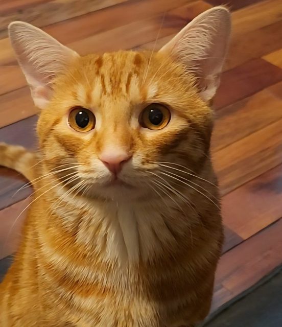 Lost Shorthair américain roux, tigré  named César in Laval
