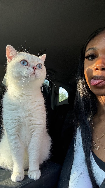 Lost British shorthair white named Poutine in Markham