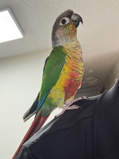 Lost Green-cheeked Conure green named Perita in Calgary