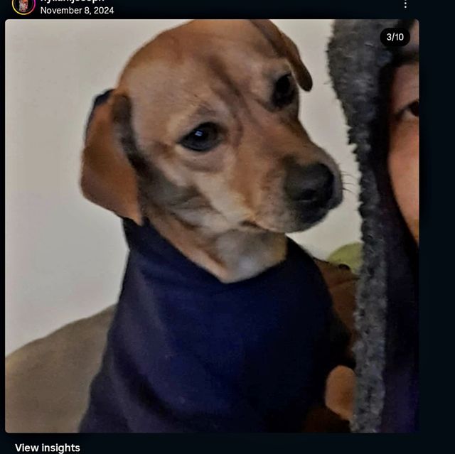 Lost Chihuahua/weiner dog brown named Baluu in Campbell River