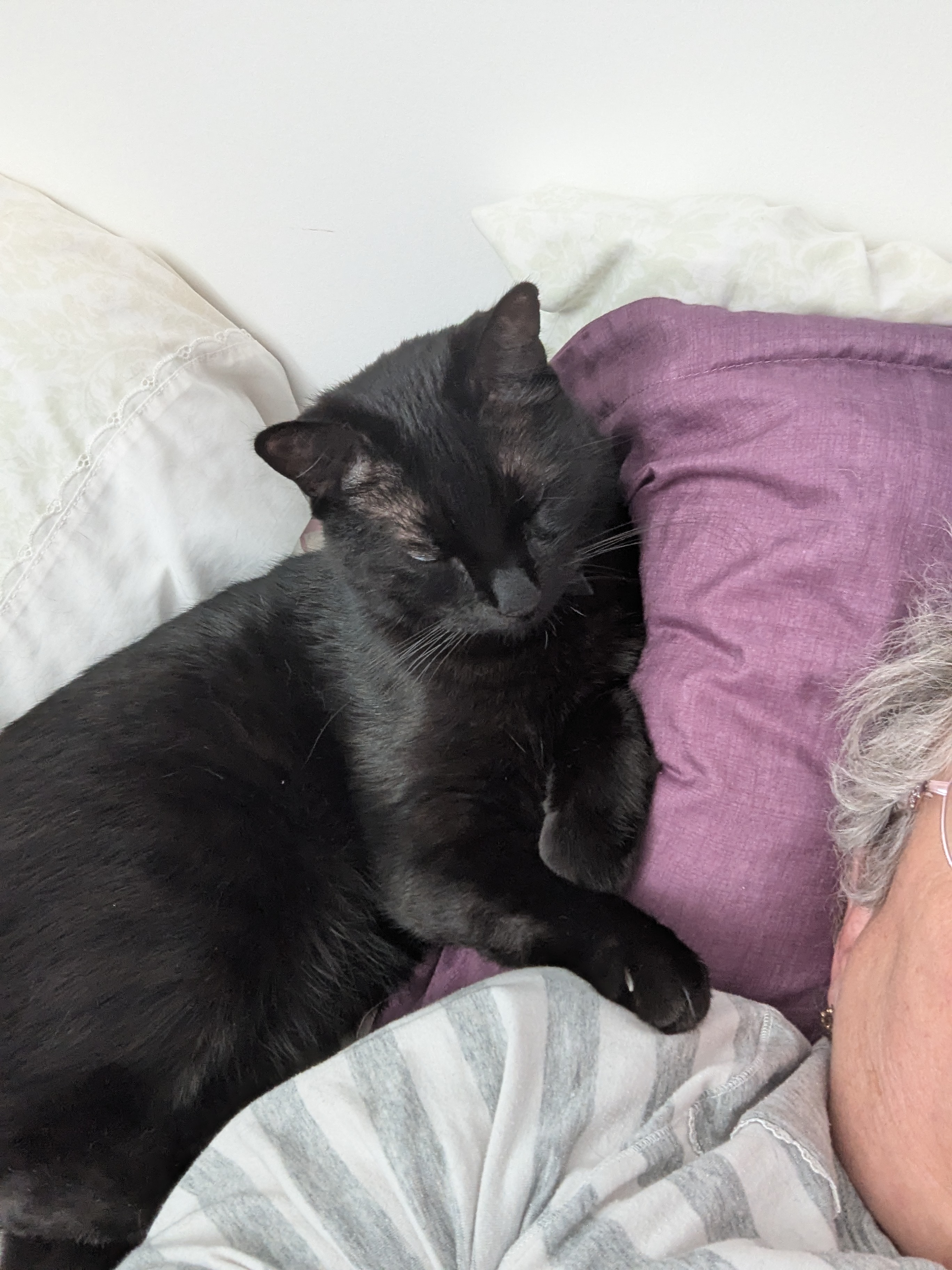 Lost Mixed black named Hermez in Calgary