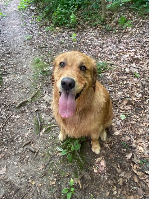 Lost Golden retriever golden named Sunny in London