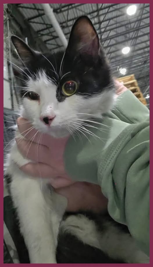 Found Tuxedo cat with pink collar and tags, no microchip.  Was in the Journal de Montreal on April 20, 2026 page 14 in Cornwall, Ontario in the logistics warehouse
