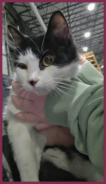 Found Tuxedo cat with pink collar and tags, no microchip.  Was in the Journal de Montreal on April 20, 2026 page 14 in Cornwall, Ontario in the logistics warehouse