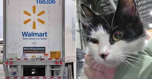 Found Tuxedo cat with pink collar and tags, no microchip in Cornwall, Ontario in the logistics warehouse