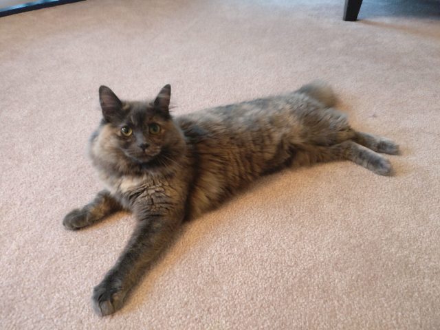 Lost Domestic mid hair grey named Patches in Port Coquitlam