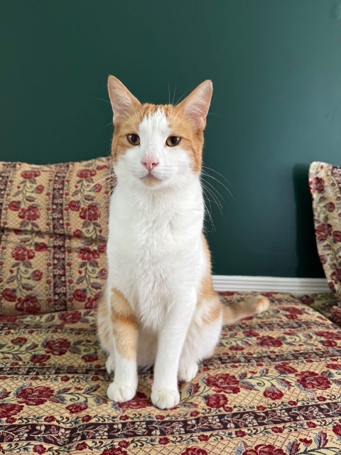 Lost Domestic short hair white and orange named Ishmish in Sault Ste. Marie