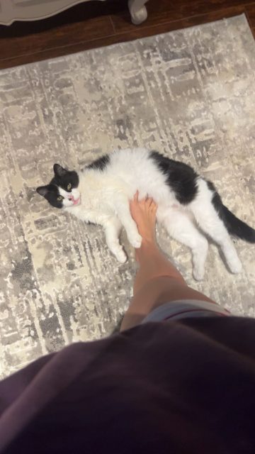 Lost Cat white and black named Candy in Cornwall