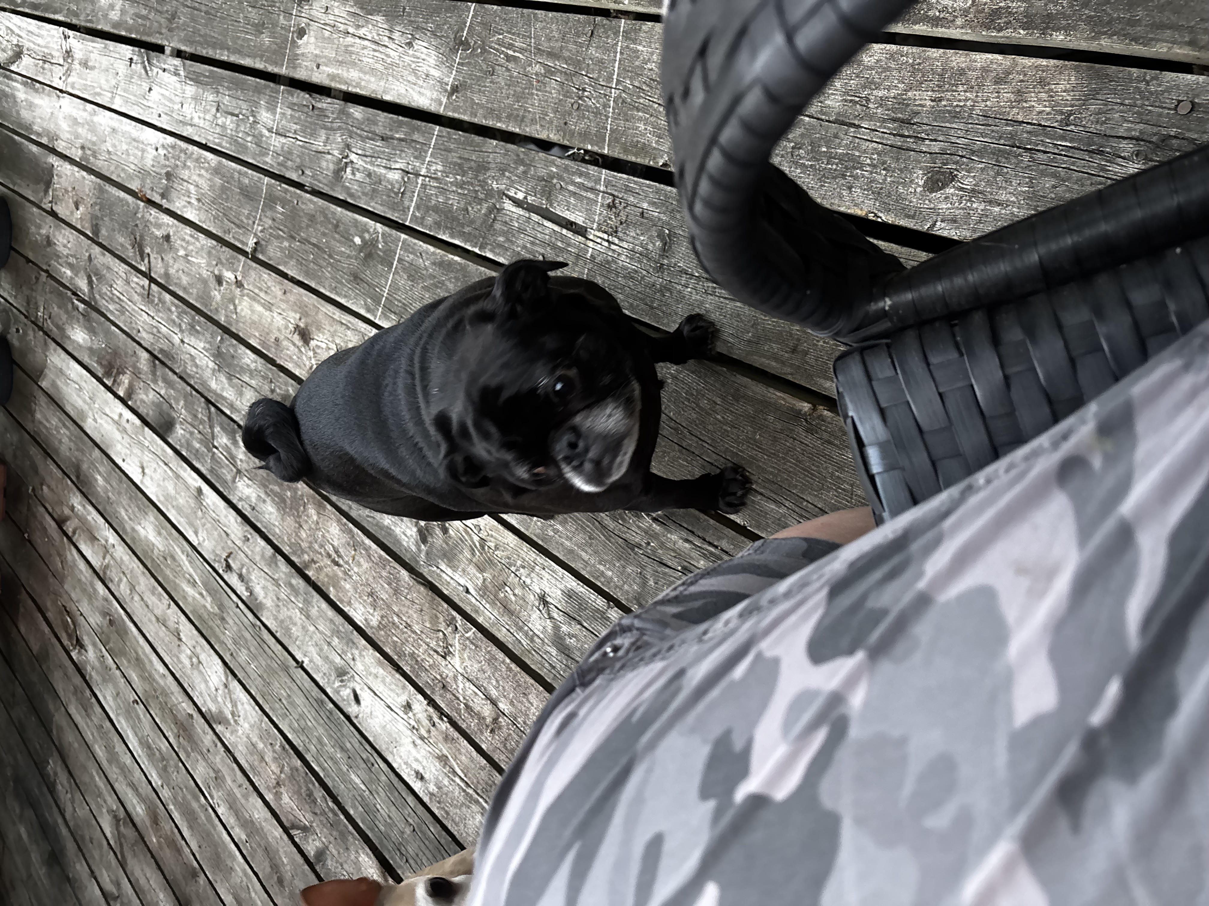 Milo