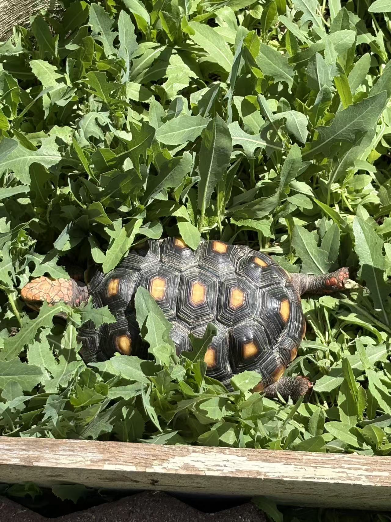 Cherry Red-legged Tortoise