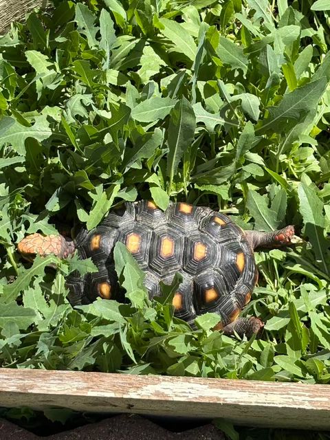 Lost male black shell with yellow point, red squama on the legs named Cherry Red-legged Tortoise in Moose Jaw