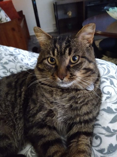 Lost Cat beige et noir named Martin in Sherbrooke