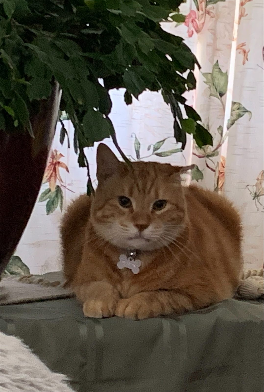 Reggie