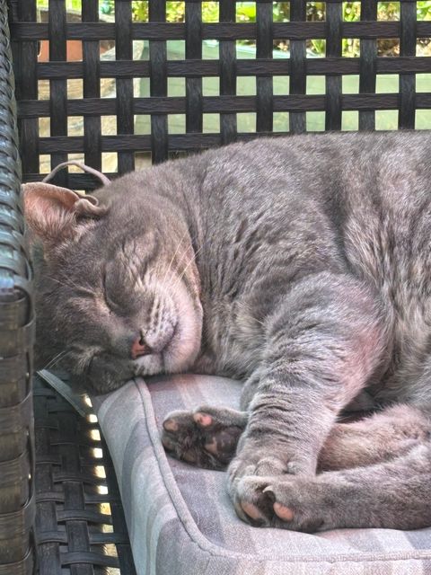 Lost Charcoal grey slight tabby faint markings, green eyes named Cedric in Langley