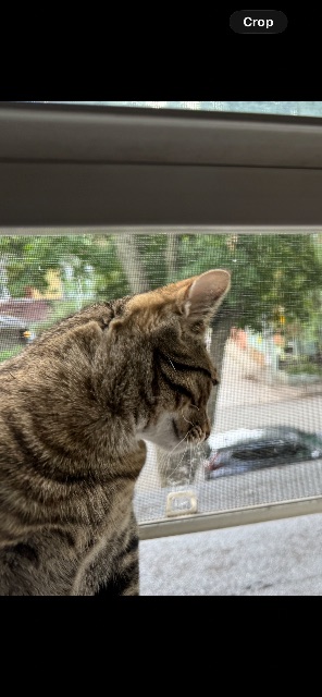 Lost Tabby brown striped brown/grey strip named Benjamin in Toronto