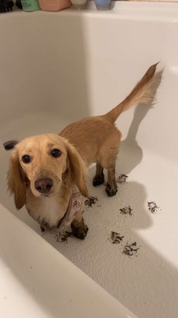 Lost Miniature dashhund blonde named Billy in Calgary