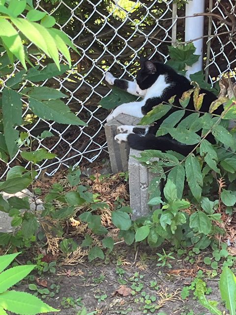 Lost Tuxedo black-and-white named Ziggy in Montreal