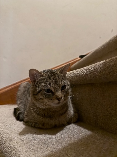 Lost Domestic Mediumhair grey named Ringo in Mississauga
